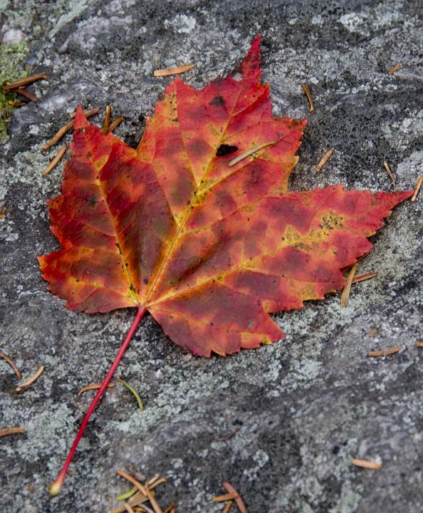 03 Maple Leaf 6240.jpg